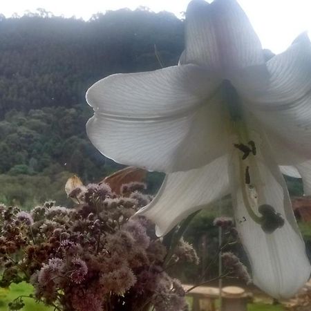 モンテ・ヴェルデ Morada Rancho Da Lua Bed & Breakfast エクステリア 写真
